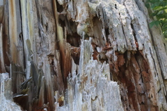 Troglodytes pacificus