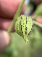 Physalis chenopodifolia