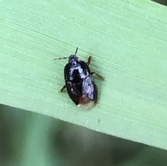 Pangaeus bilineatus