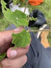 Physalis chenopodifolia