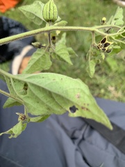 Physalis chenopodifolia