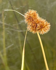 Juncus torreyi