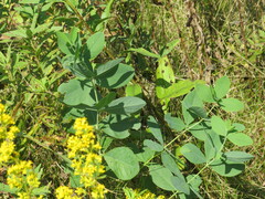Baptisia