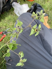 Physalis chenopodifolia