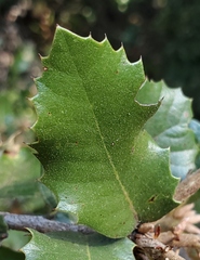 Paracraspis guadaloupensis