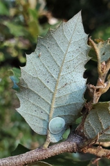 Paracraspis guadaloupensis