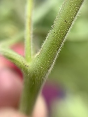 Physalis chenopodifolia