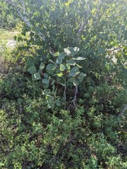 Populus grandidentata