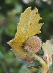 Disholandricus lasius