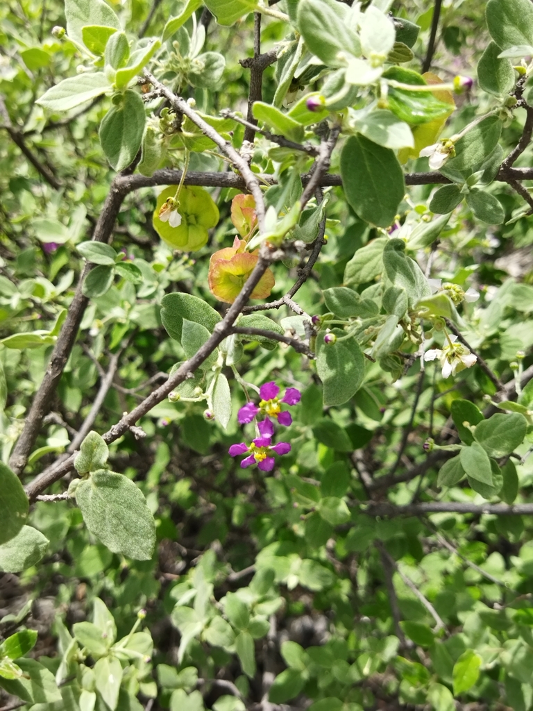Mascagnia seleriana