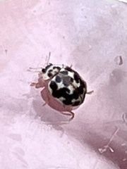 Psyllobora vigintimaculata