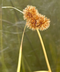 Juncus torreyi