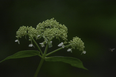 Hydrangea arborescens