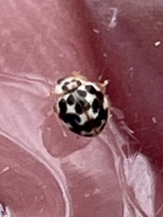 Psyllobora vigintimaculata