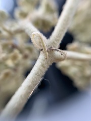 Buddleja cordata
