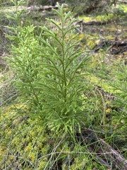 Lycopodium deuterodensum