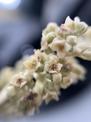 Buddleja cordata