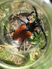 Oropyrodes maculicollis