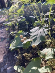 Maianthemum dilatatum
