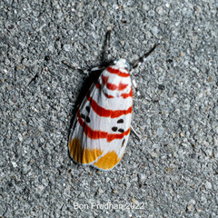 Cyana bellissima