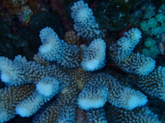 Pocillopora