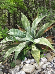 Agave marmorata