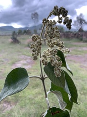 Buddleja cordata