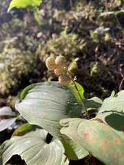 Maianthemum dilatatum