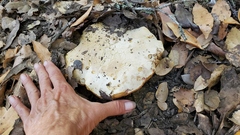 Boletus barrowsii
