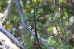 Troglodytes pacificus