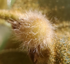 Disholandricus lasius