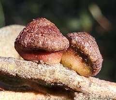 Disholandricus chrysolepidis