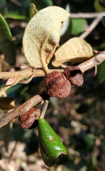 Disholandricus chrysolepidis