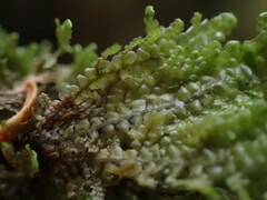 Radula auriculata