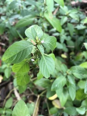 Dyschoriste depressa