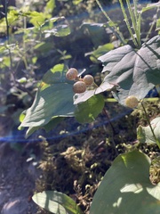 Maianthemum dilatatum