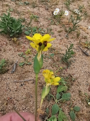Sisyrinchium graminifolium