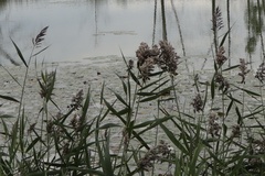 Phragmites