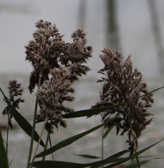 Phragmites