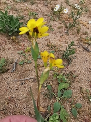Sisyrinchium graminifolium