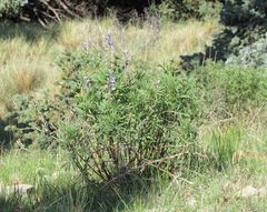 Lupinus sierrae-blancae