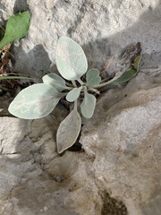 Pentanema verbascifolium