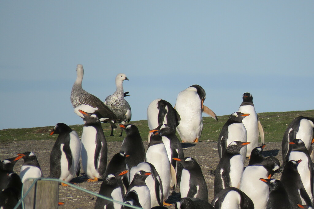 Upland Goose