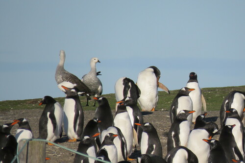 Upland Goose