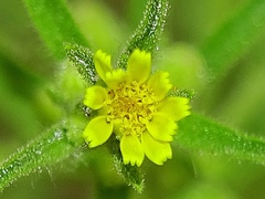 Dittrichia graveolens