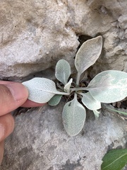 Pentanema verbascifolium