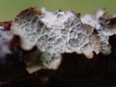 Platismatia norvegica