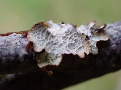 Platismatia norvegica