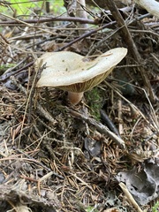 Lactarius deterrimus