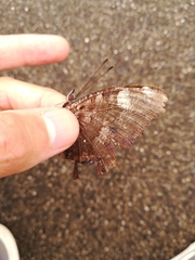 Kaniska canace